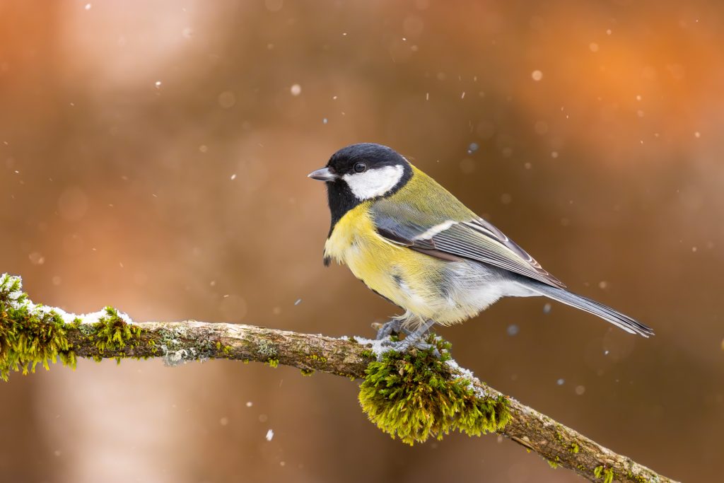 Great Tit (Parus major) resting on a mossy winter branch with falling snowflakes