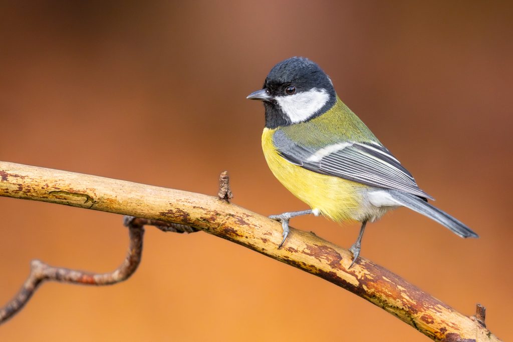 Great Tit (Parus major) perched on a curved branch against a warm orange background