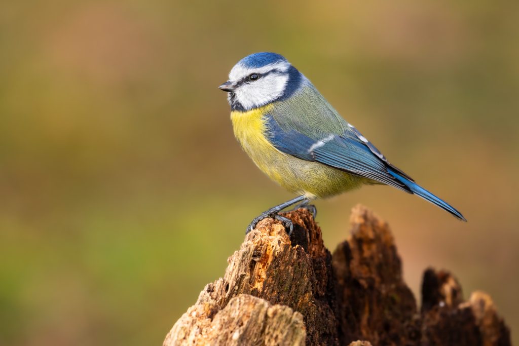 Blue tit (Cyanistes caeruleus) perched proudly on top of a tree stump in warm evening light