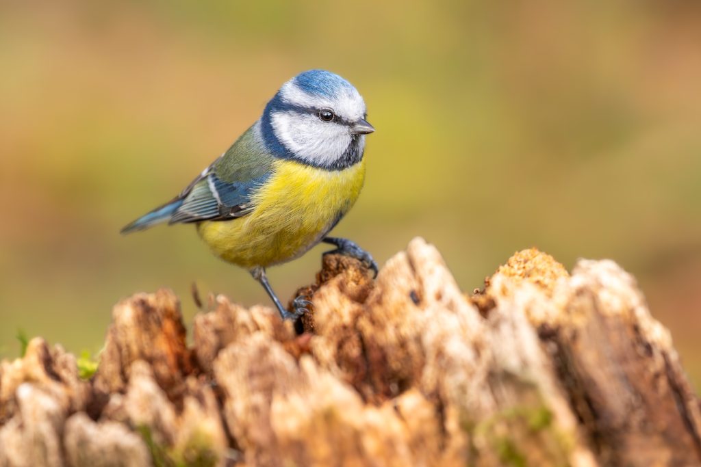Blue tit (Cyanistes caeruleus) perched on a broken tree stump, facing forward with soft brown bokeh