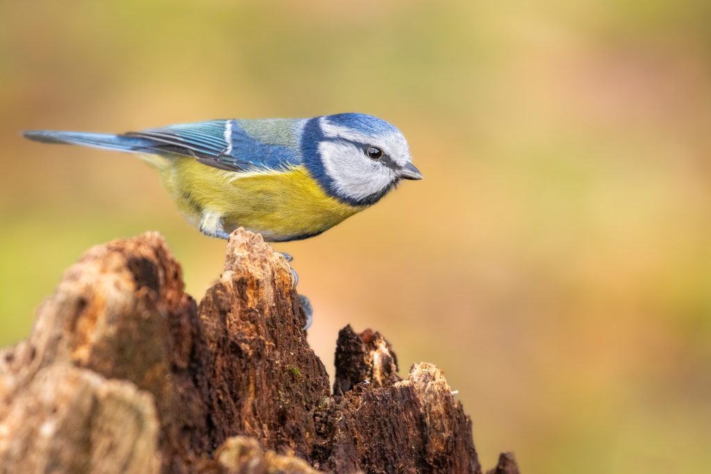 Blue tit (Cyanistes caeruleus) on a jagged tree stump, leaning forward with focused expression