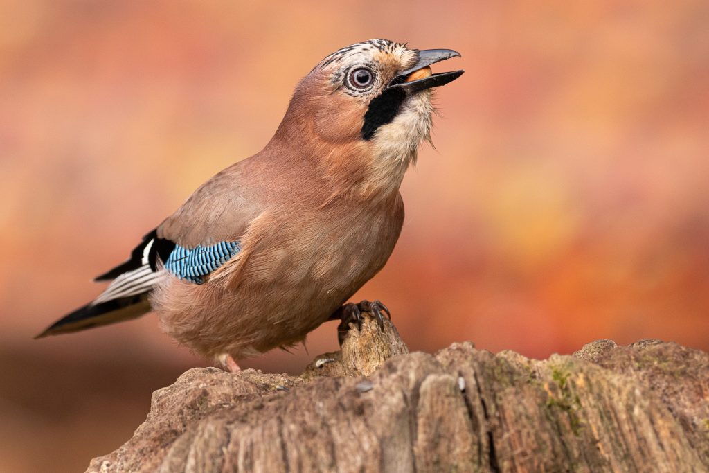 Eurasian jay (Garrulus glandarius) holding a small food item in its beak, perched on a stump with soft orange autumn tones behind