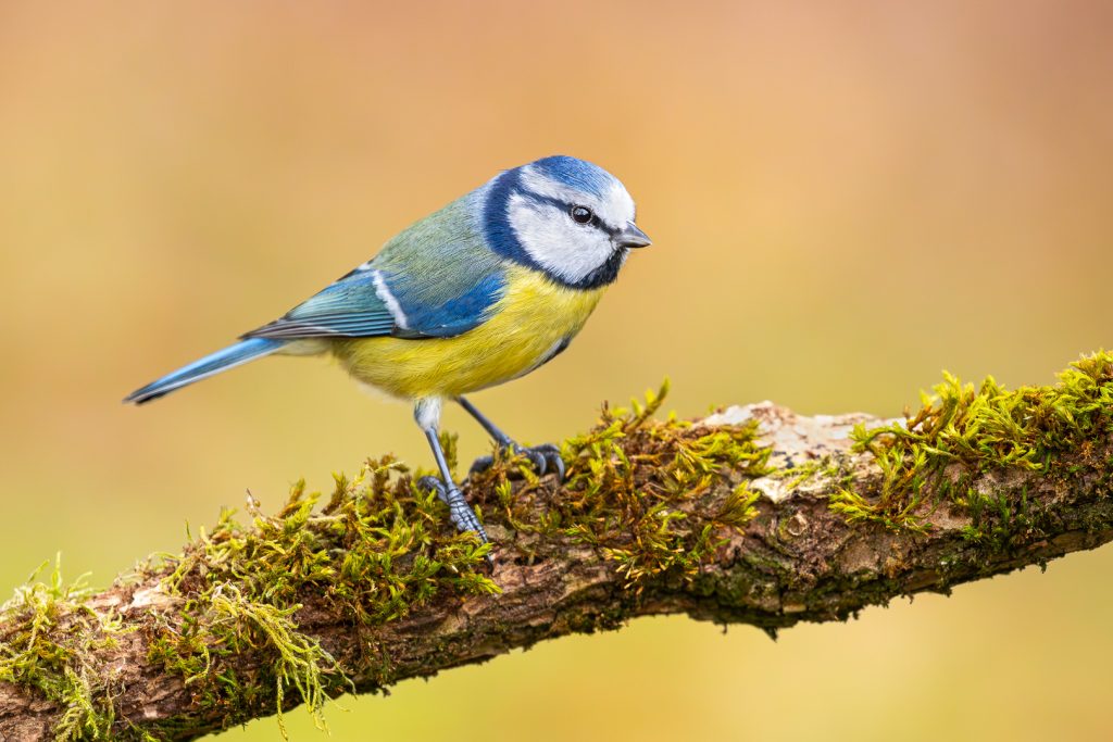 Blue tit (Cyanistes caeruleus) standing on mossy branch, displaying vivid blue, green and yellow plumage