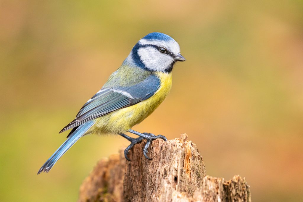 Blue tit (Cyanistes caeruleus) perched on a weathered stump with warm blurred background