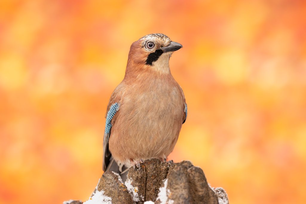 Eurasian jay (Garrulus glandarius) standing upright on a frosty stump, illuminated by soft light against a glowing orange backdrop