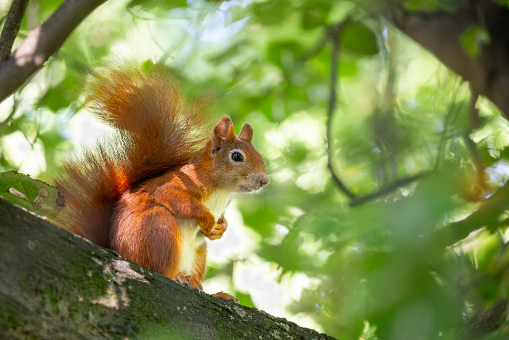 Red squirrel (Sciurus vulgaris) perched on a branch in soft sunlight, resting its front paws against its chest among lush green leaves