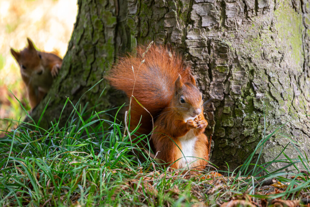 Red squirrel (Sciurus vulgaris) eating a nut at the base of a tree while another squirrel watches from behind