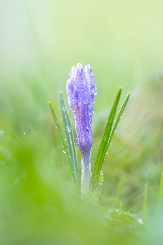 Šafrán bělokvětý (Crocus albiflorus)