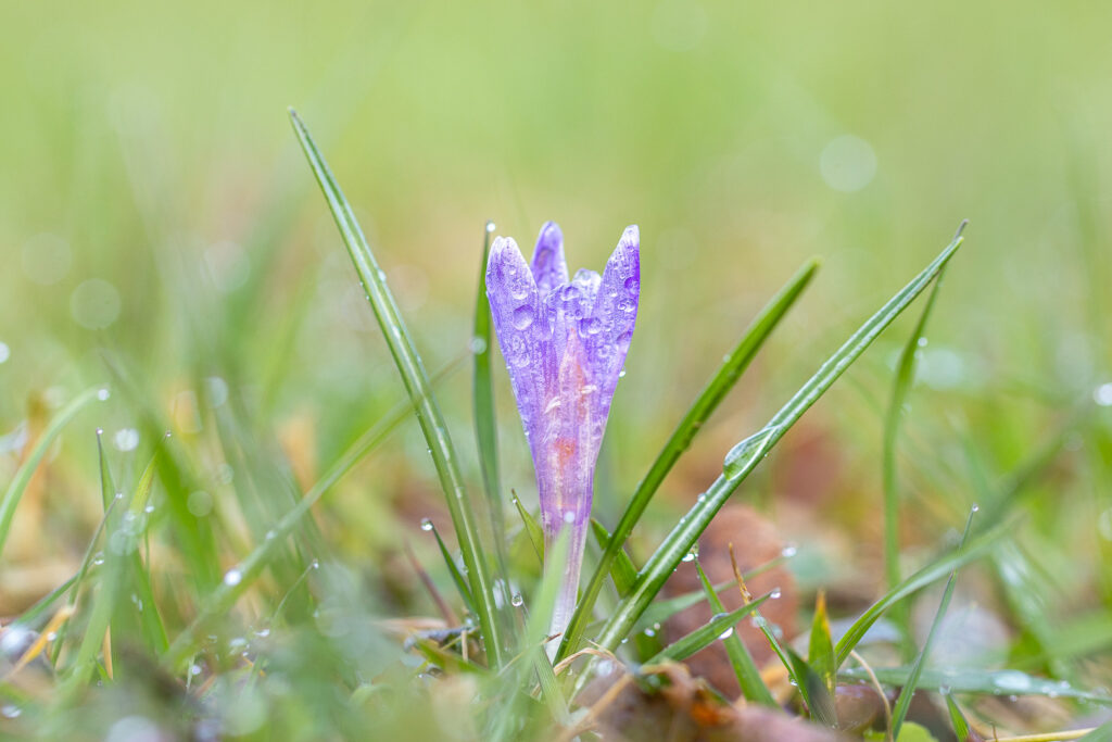 Šafrán bělokvětý (Crocus albiflorus)