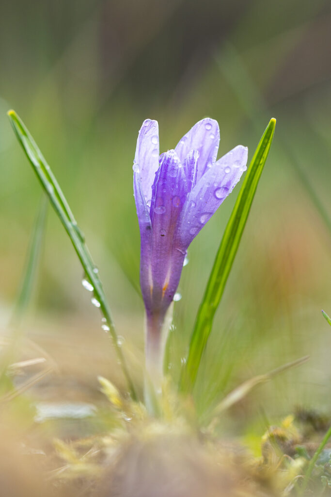 Šafrán bělokvětý (Crocus albiflorus)