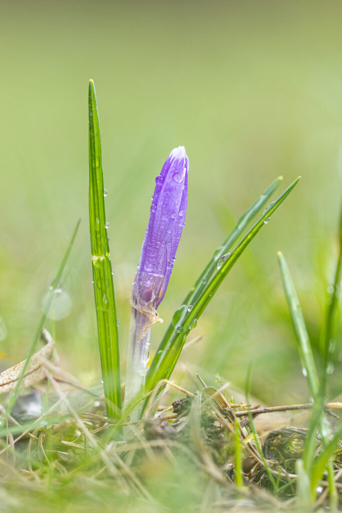 Šafrán bělokvětý (Crocus albiflorus)
