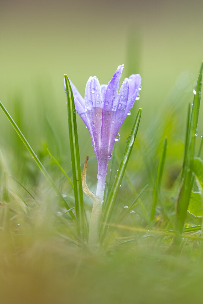 Šafrán bělokvětý (Crocus albiflorus)