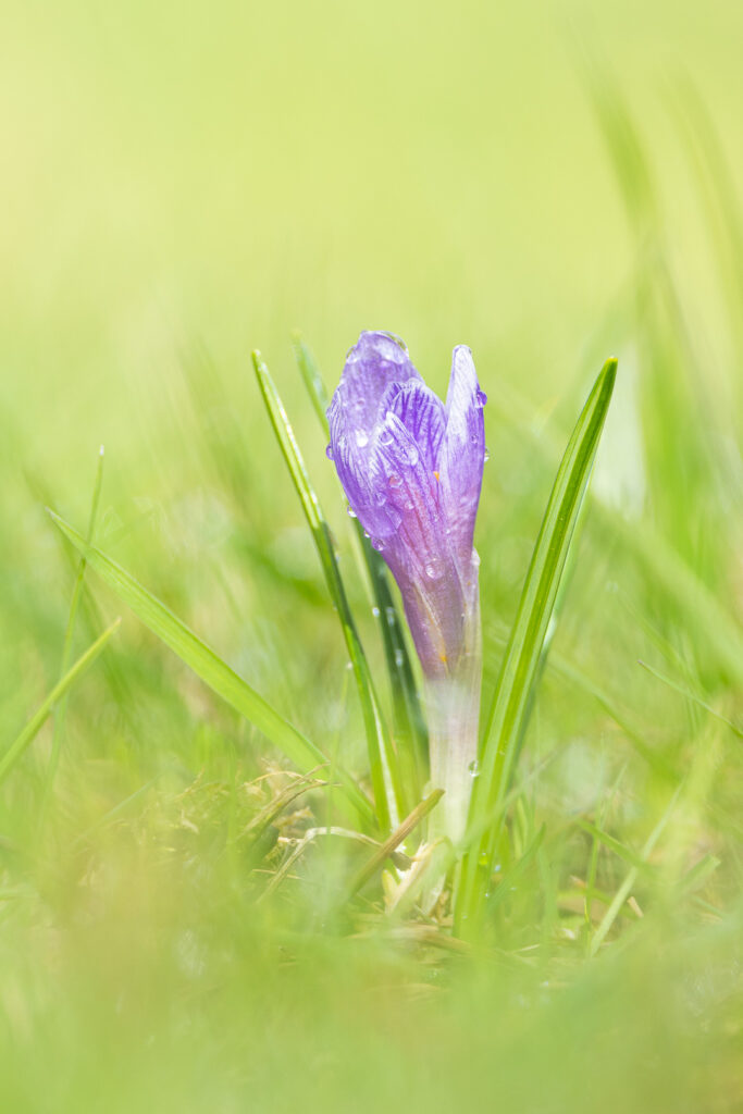 Šafrán bělokvětý (Crocus albiflorus)