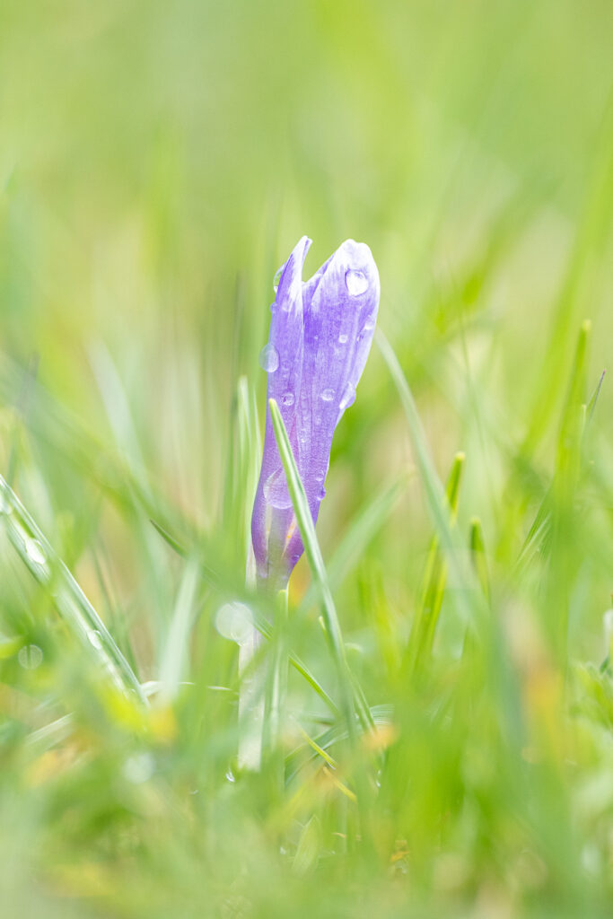 Šafrán bělokvětý (Crocus albiflorus)