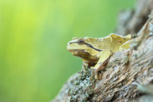 Rosnička zelená (Hyla arborea) na stromě