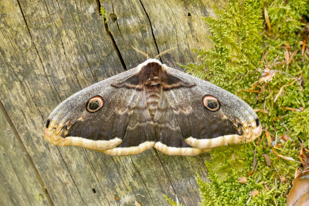 Martináč hrušňový (Saturnia pyri)