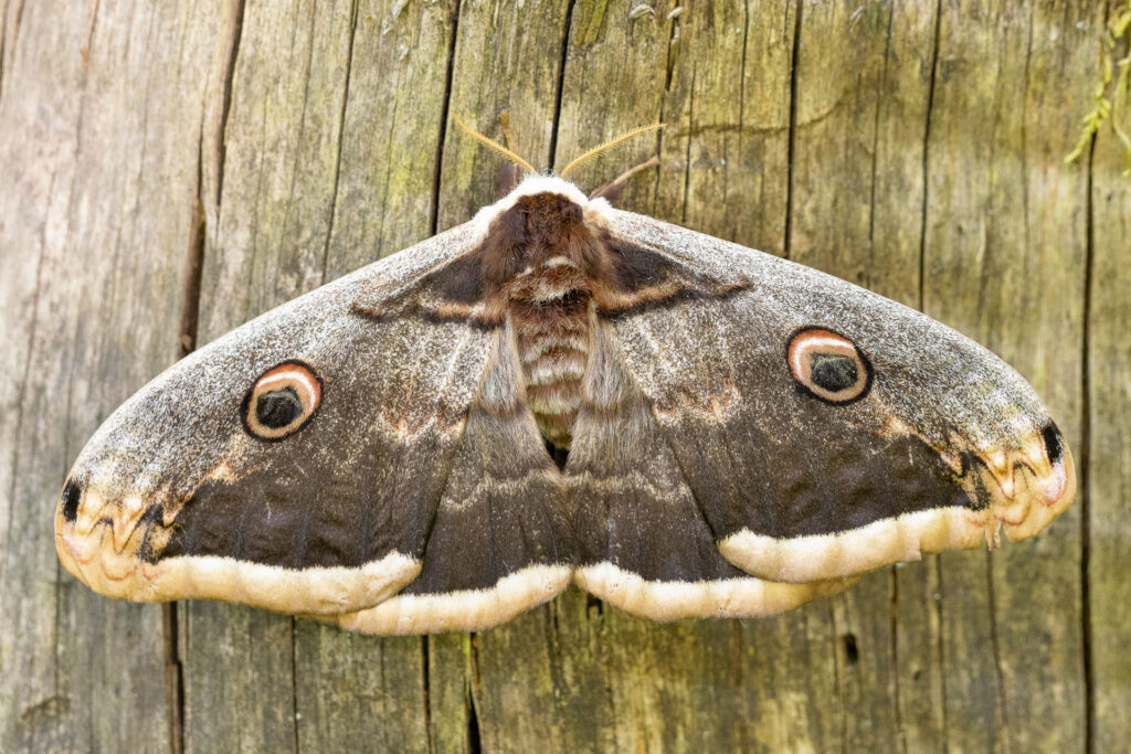 Martináč hrušňový (Saturnia pyri)