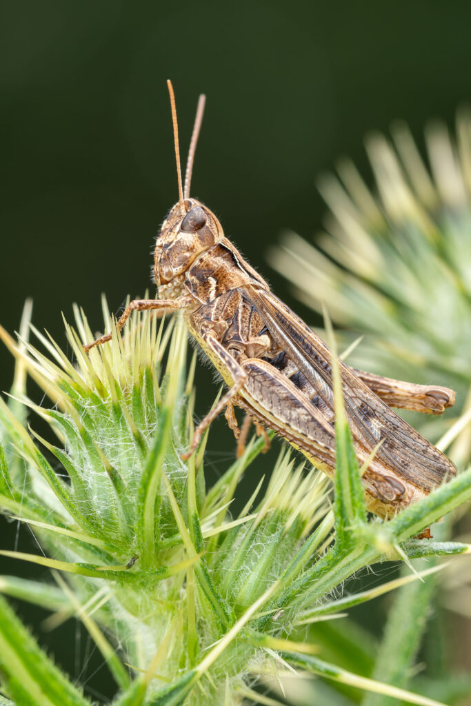 Saranče měnlivá (Chorthippus biguttulus)
