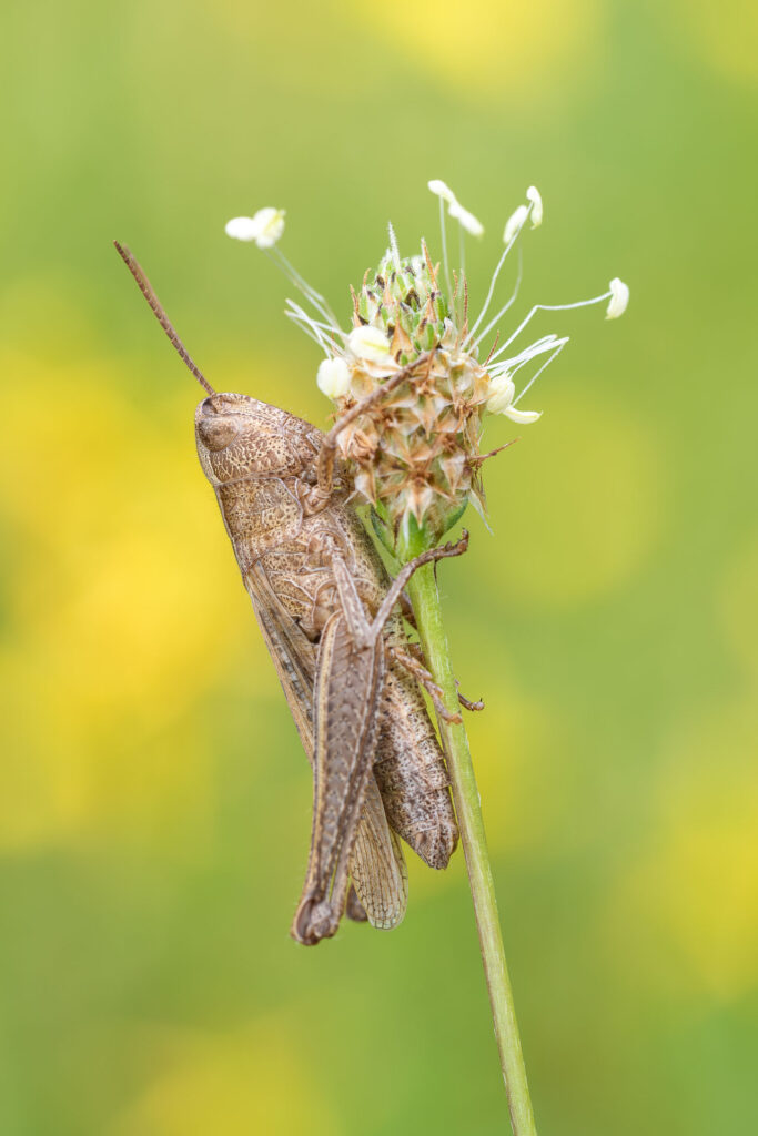 Saranče luční (Chorthippus dorsatus)