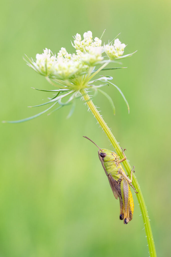 Saranče luční (Chorthippus dorsatus)