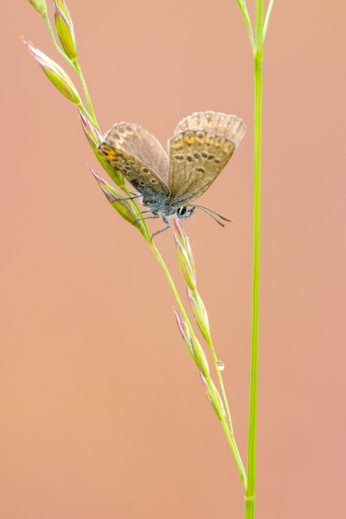 Modrásek jehlicový (Polyommatus icarus)