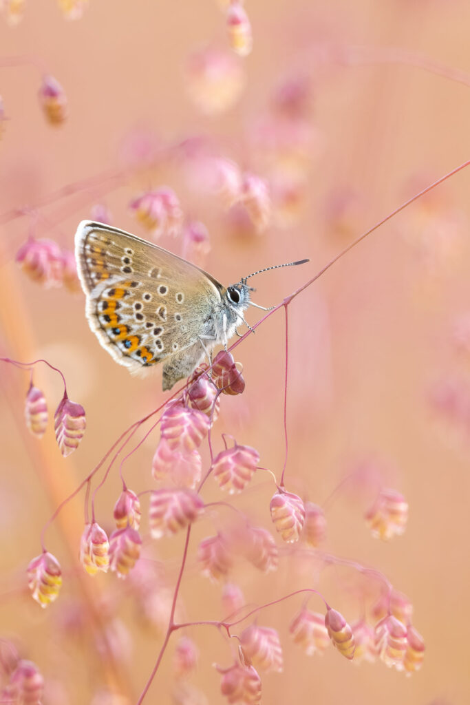 Modrásek jehlicový (Polyommatus icarus)