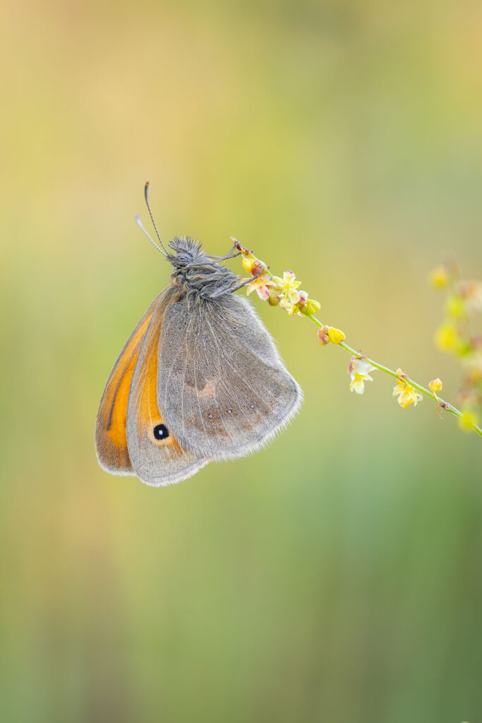 Okáč poháňkový (Coenonympha pamphilus)