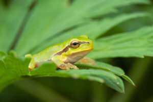 Rosnička zelená (Hyla arborea) v trávě