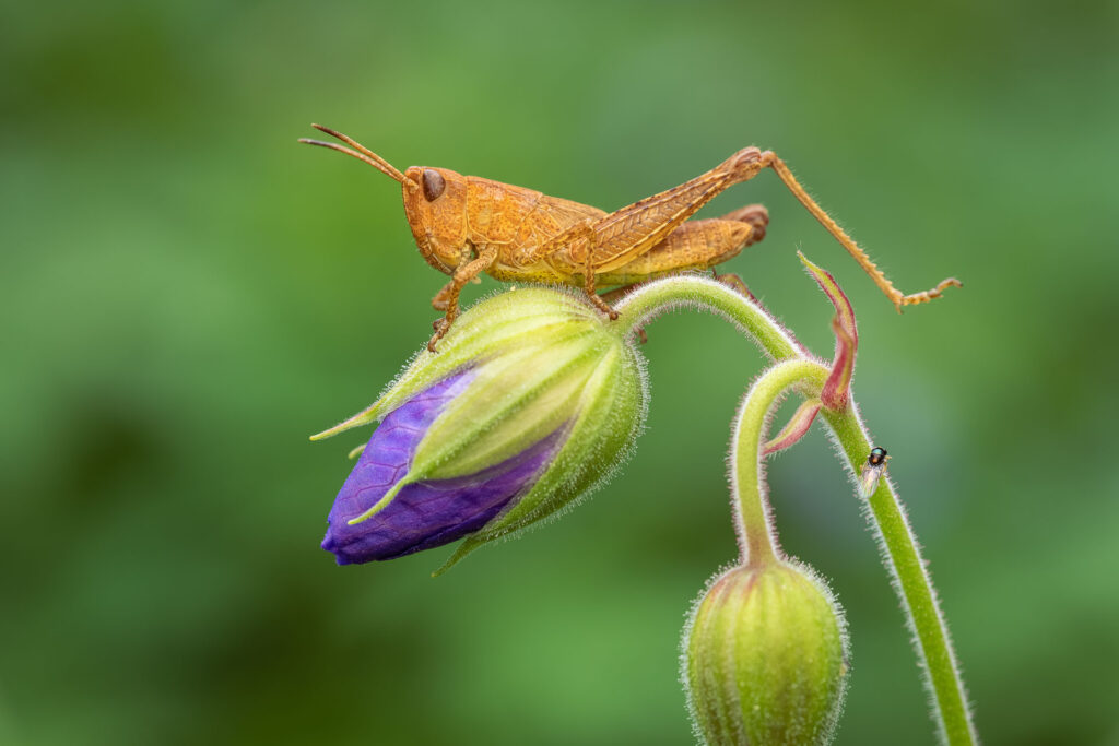 Saranče luční (Chorthippus dorsatus)