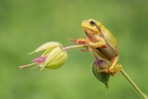 Rosnička zelená (Hyla arborea) na květu