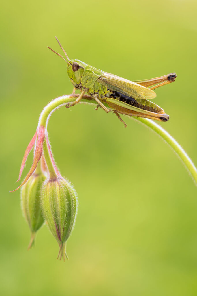 Saranče luční (Chorthippus dorsatus)