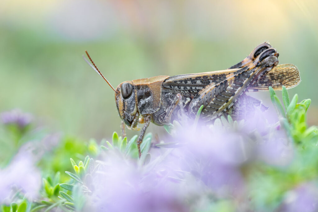 Saranče vlašská (Calliptamus italicus)