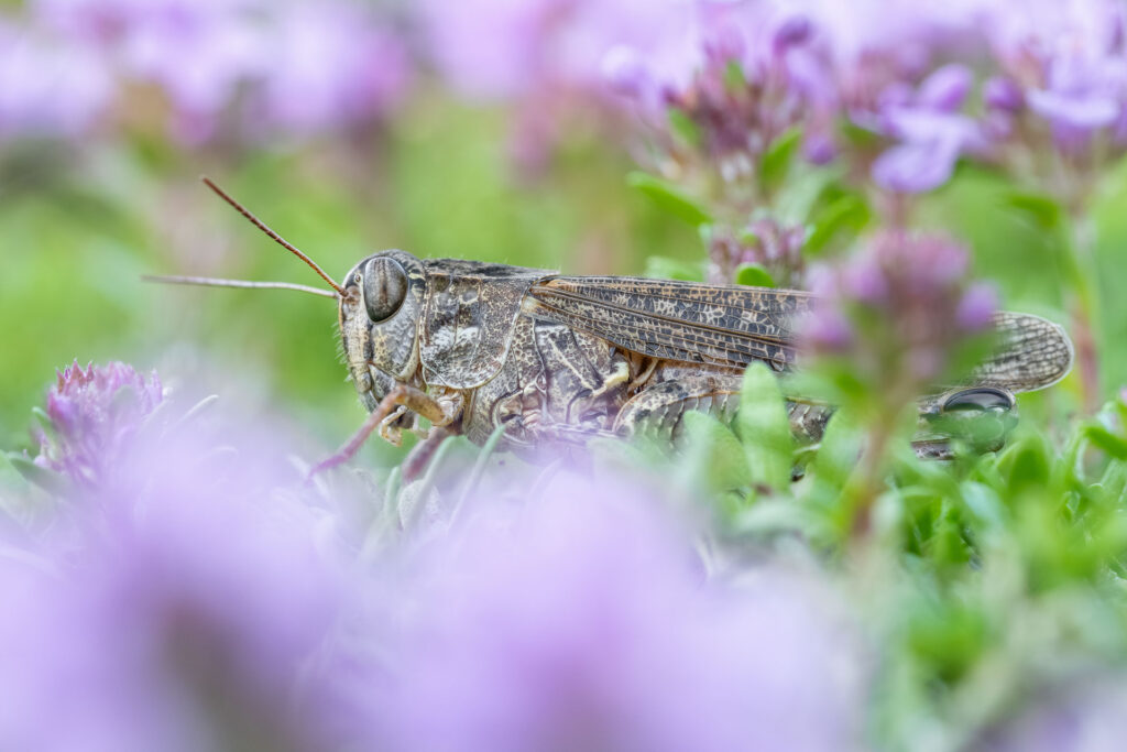 Saranče vlašská (Calliptamus italicus)