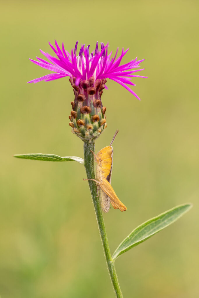 Saranče luční (Chorthippus dorsatus)