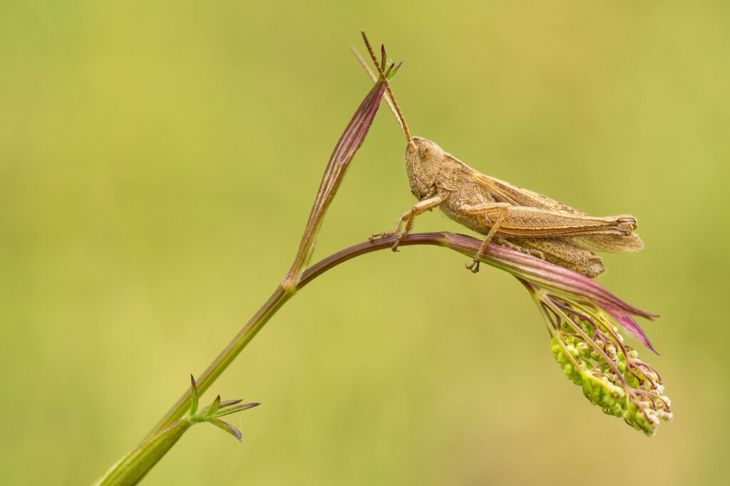 Saranče obecná (Chorthippus parallelus)
