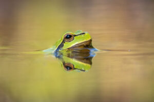Rosnička zelená (Hyla arborea) na vodní hladině
