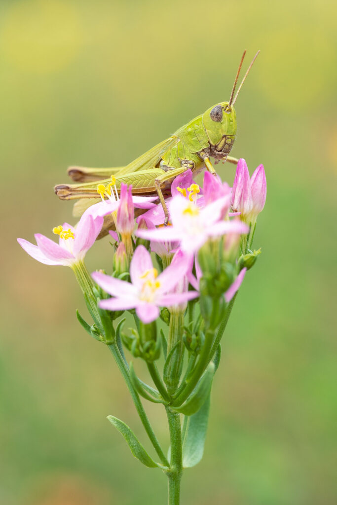 Saranče obecná (Chorthippus parallelus)