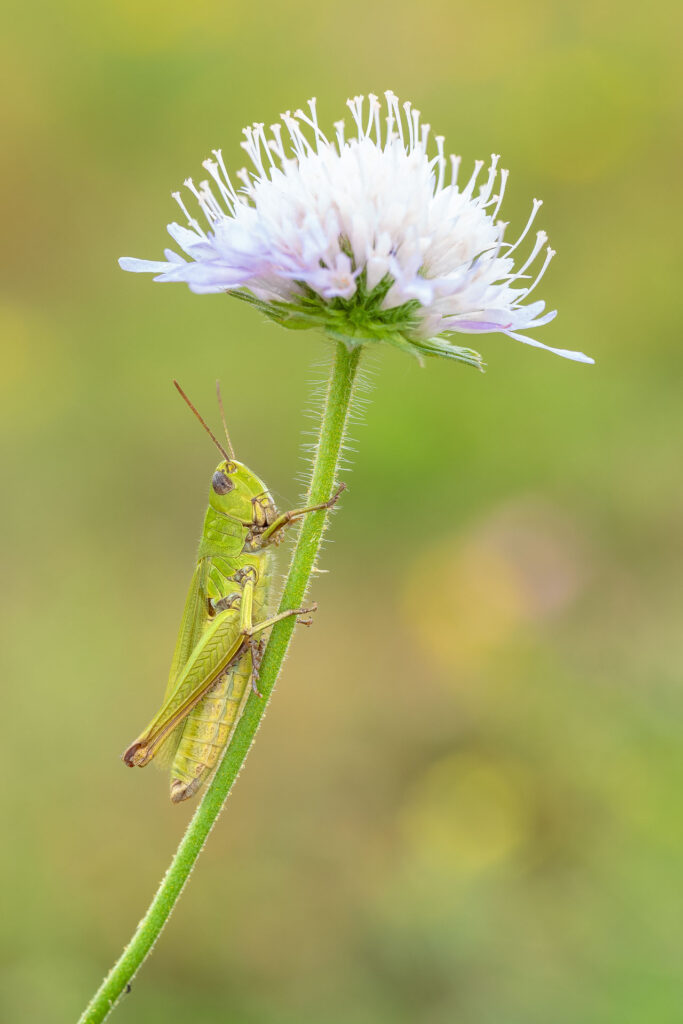 Saranče obecná (Chorthippus parallelus)