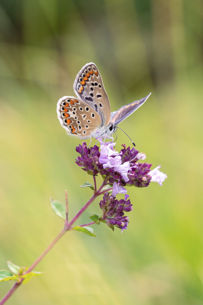 Modrásek jehlicový (Polyommatus icarus)