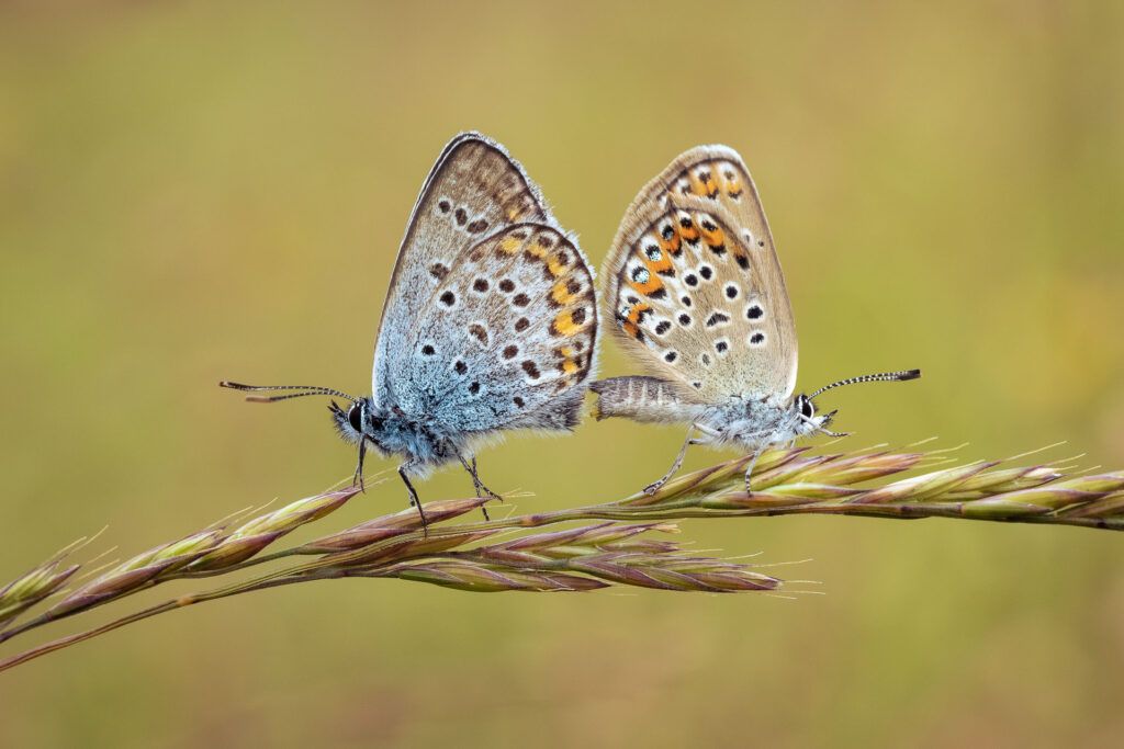 Modrásek jehlicový (Polyommatus icarus)
