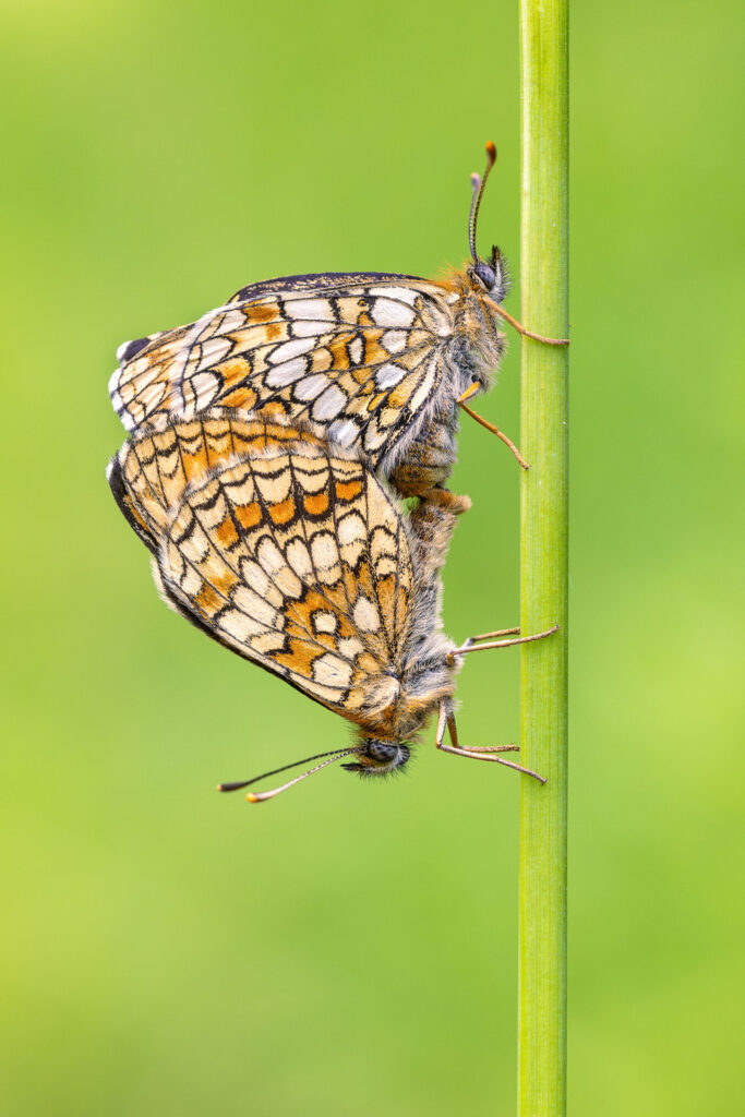 Hnědásek černýšový (Melitaea aurelia)