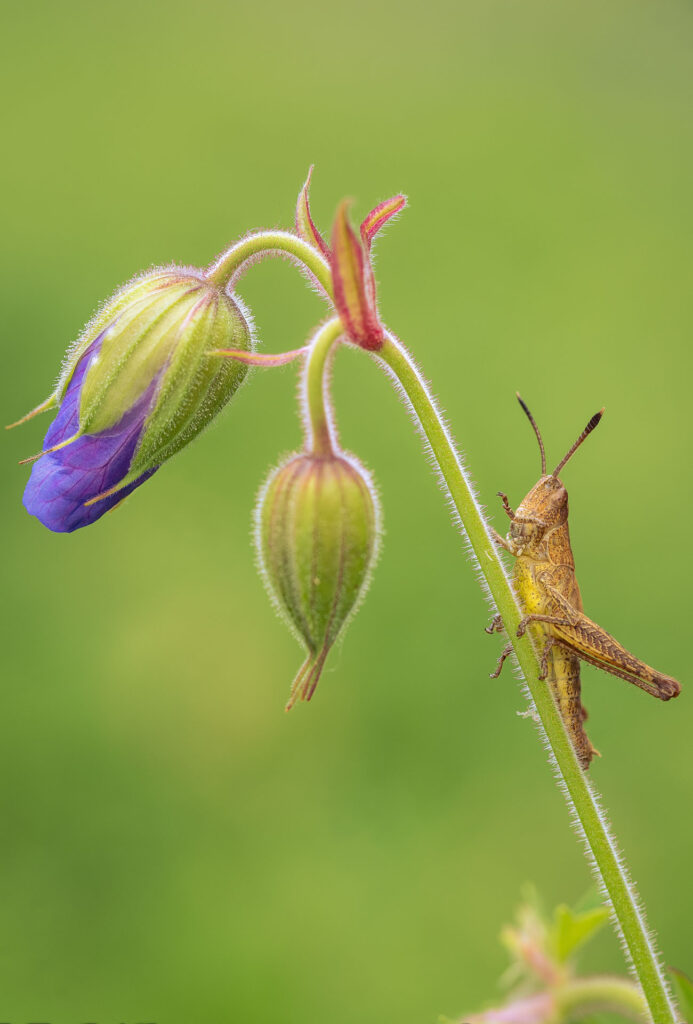 Saranče luční (Chorthippus dorsatus)