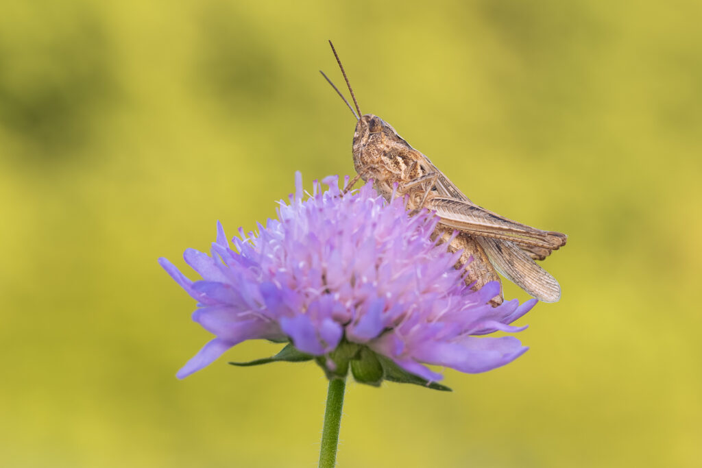 Saranče štíhlá (Chorthippus mollis)