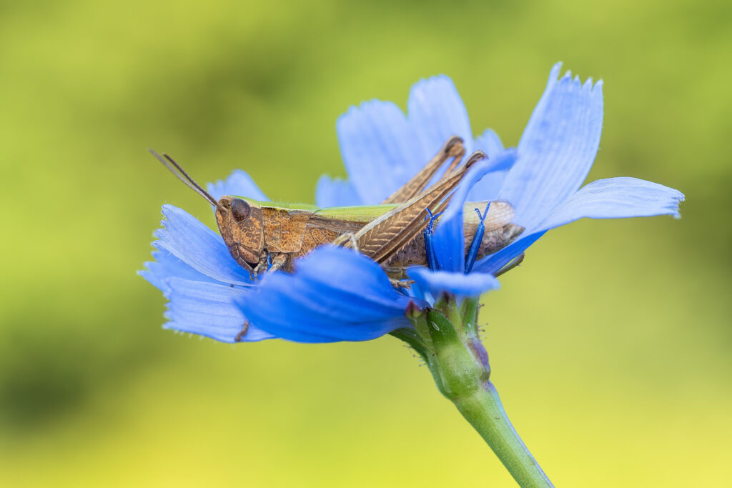 Saranče luční (Chorthippus dorsatus)