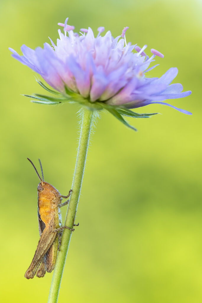 Saranče luční (Chorthippus dorsatus)