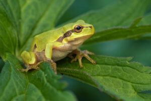 Rosnička zelená (Hyla arborea) připravená ke skoku