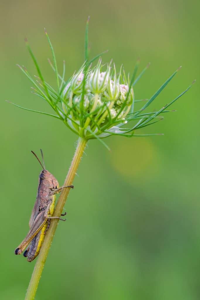 Saranče obecná (Chorthippus parallelus)