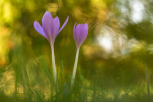 Ocún jesenní (Colchicum autumnale) v přirozeném prostředí, macro