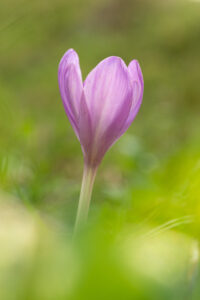 Ocún jesenní (Colchicum autumnale) v přirozeném prostředí, macro