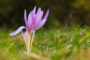 Ocún jesenní (Colchicum autumnale) v přirozeném prostředí, macro